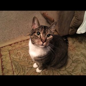 Meet your Posher, Joy